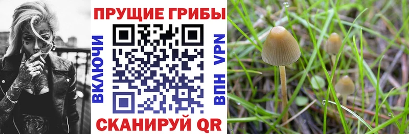 купить наркоту  Судогда  mega рабочий сайт  Псилоцибиновые грибы GOLDEN TEACHER 